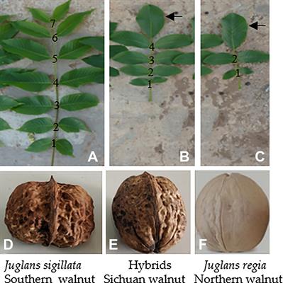 Distinguishing Sichuan Walnut Cultivars and Examining Their Relationships with Juglans regia and J. sigillata by FISH, Early-Fruiting Gene Analysis, and SSR Analysis